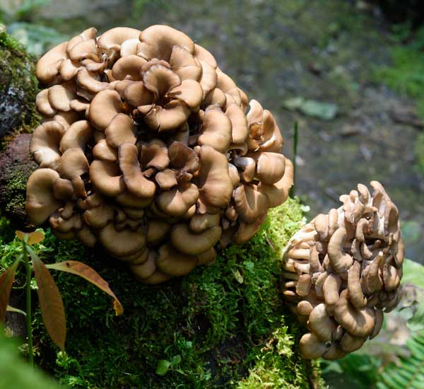 Maitake